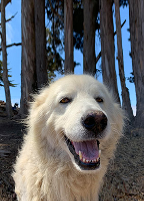 white dog on the farm