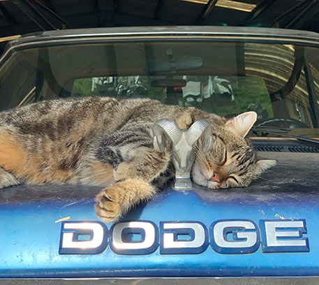 cat sleeping on Dodge truck