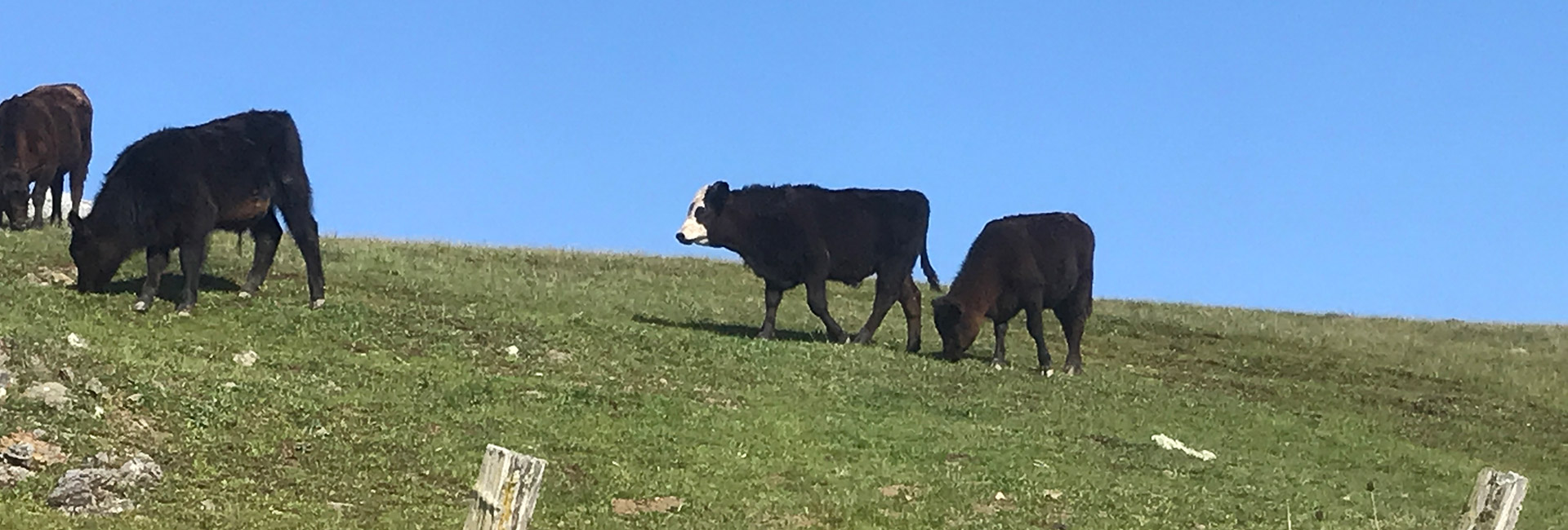 Black and brown Angus Steer grazing grass