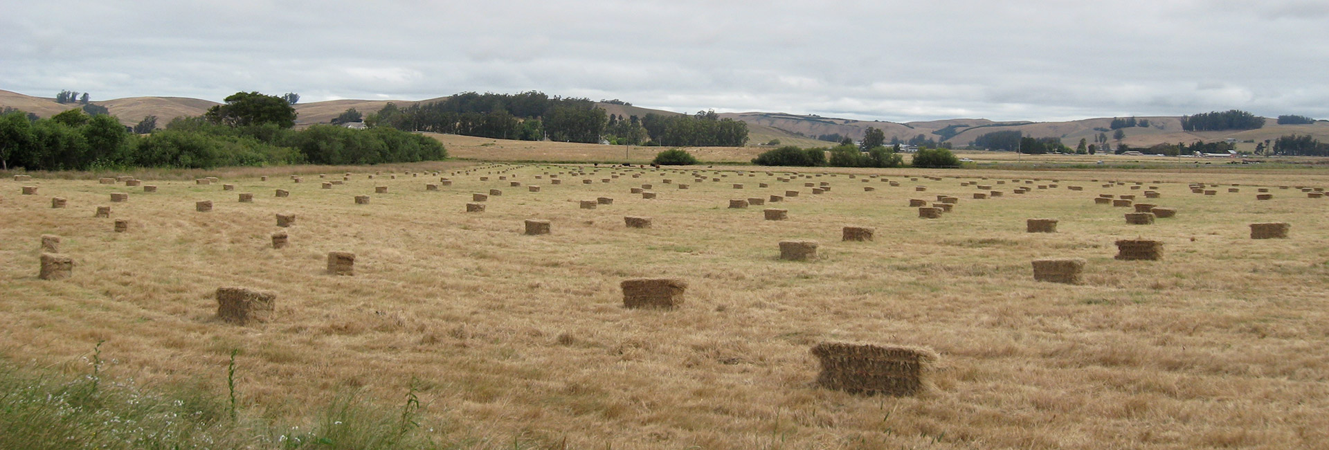 farm land with bails of hey spread out