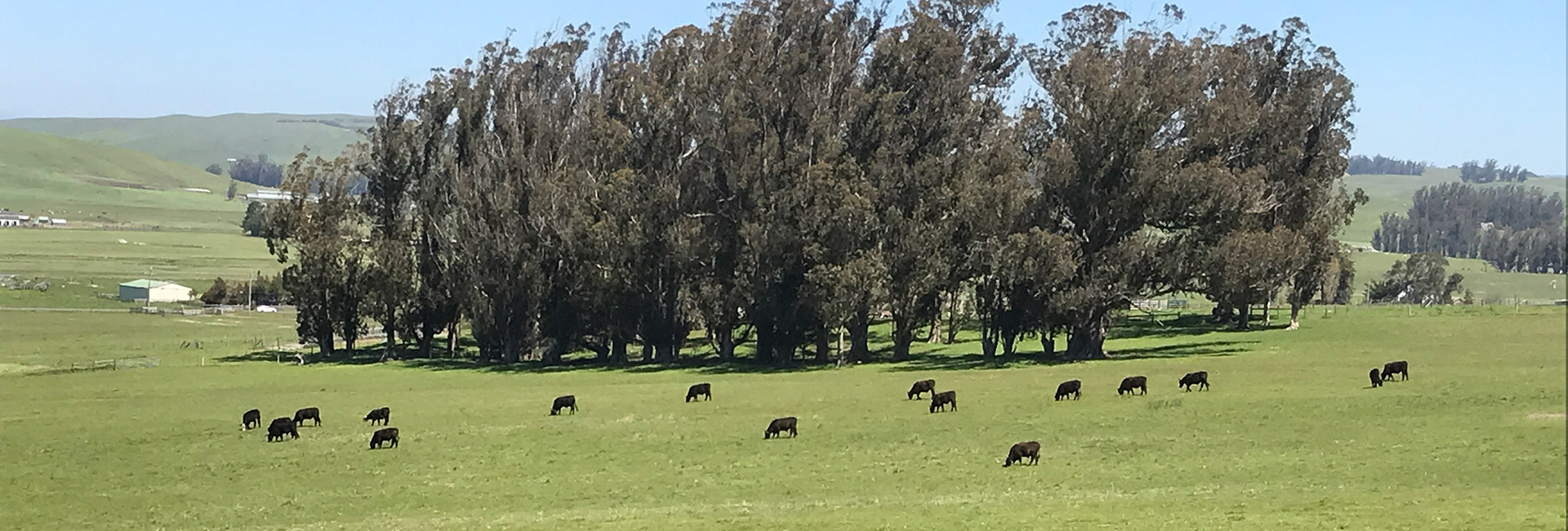 zoomed out photo of the farm with steer grazing