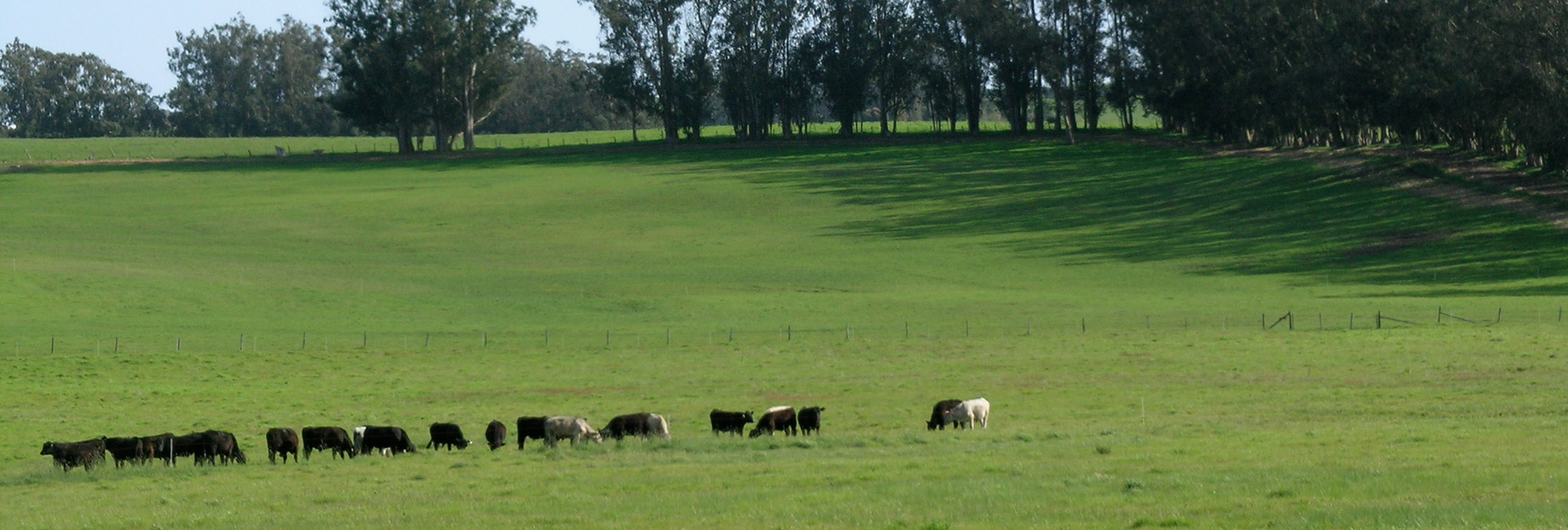 About 20 Black and brown Angus Steer grazing on a farm