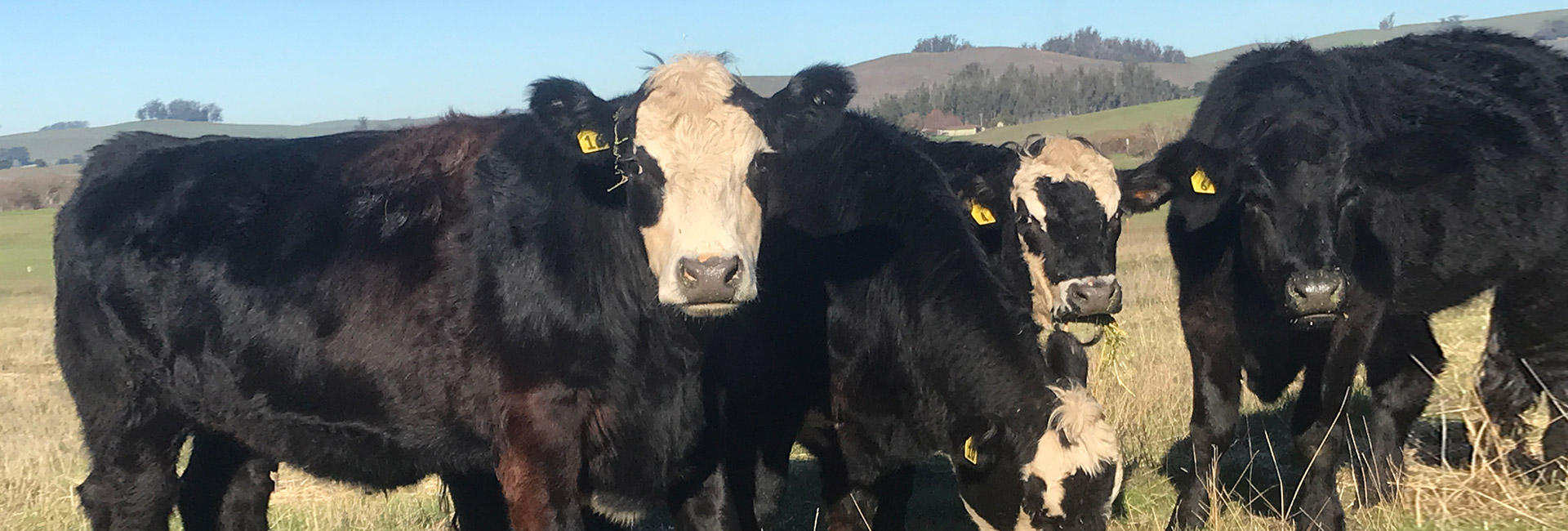 upclose photo of black angus steer