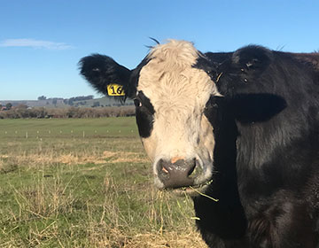 steer facew looking toward screen and eating