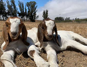 Two goats lying next to each other