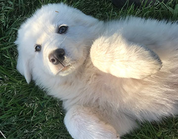 White dog lying on its back in the grass