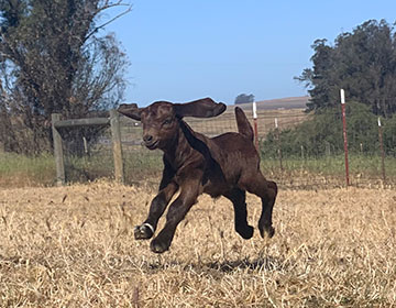 Goat jumping with all hooves off the ground