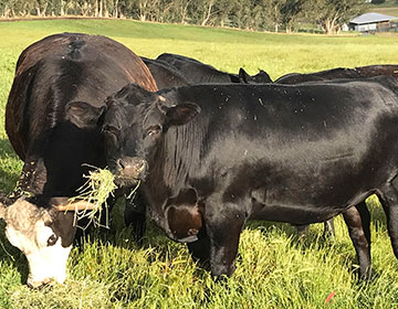 Black Angus Steer eating grass