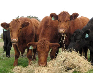 4 steer eating hay