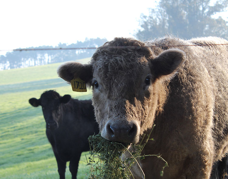 Steer face looking toward screen