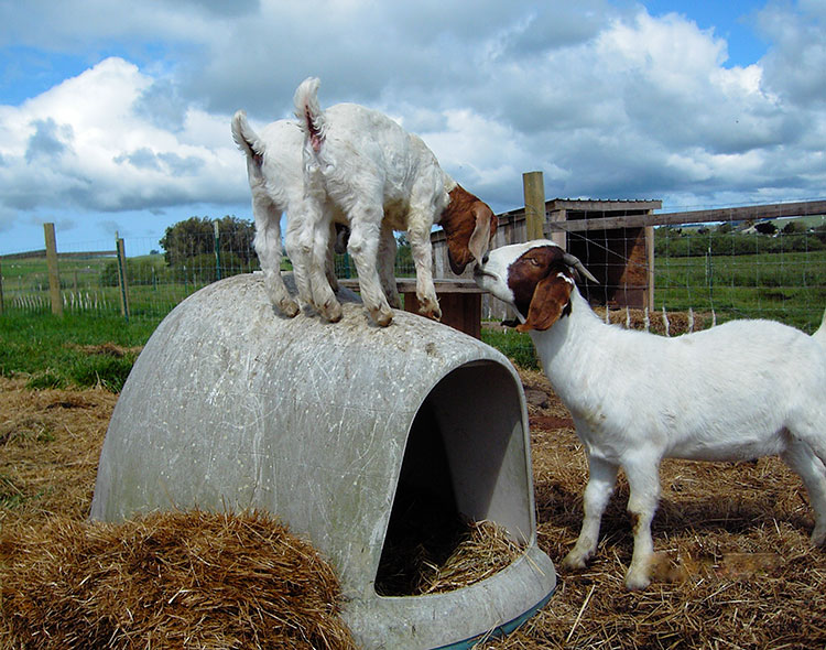 A mother goat with her two baby goats 