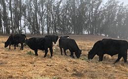 cattle feeding on grass