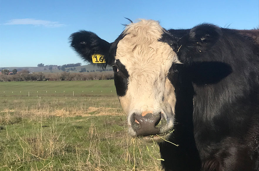 Steer looking at you