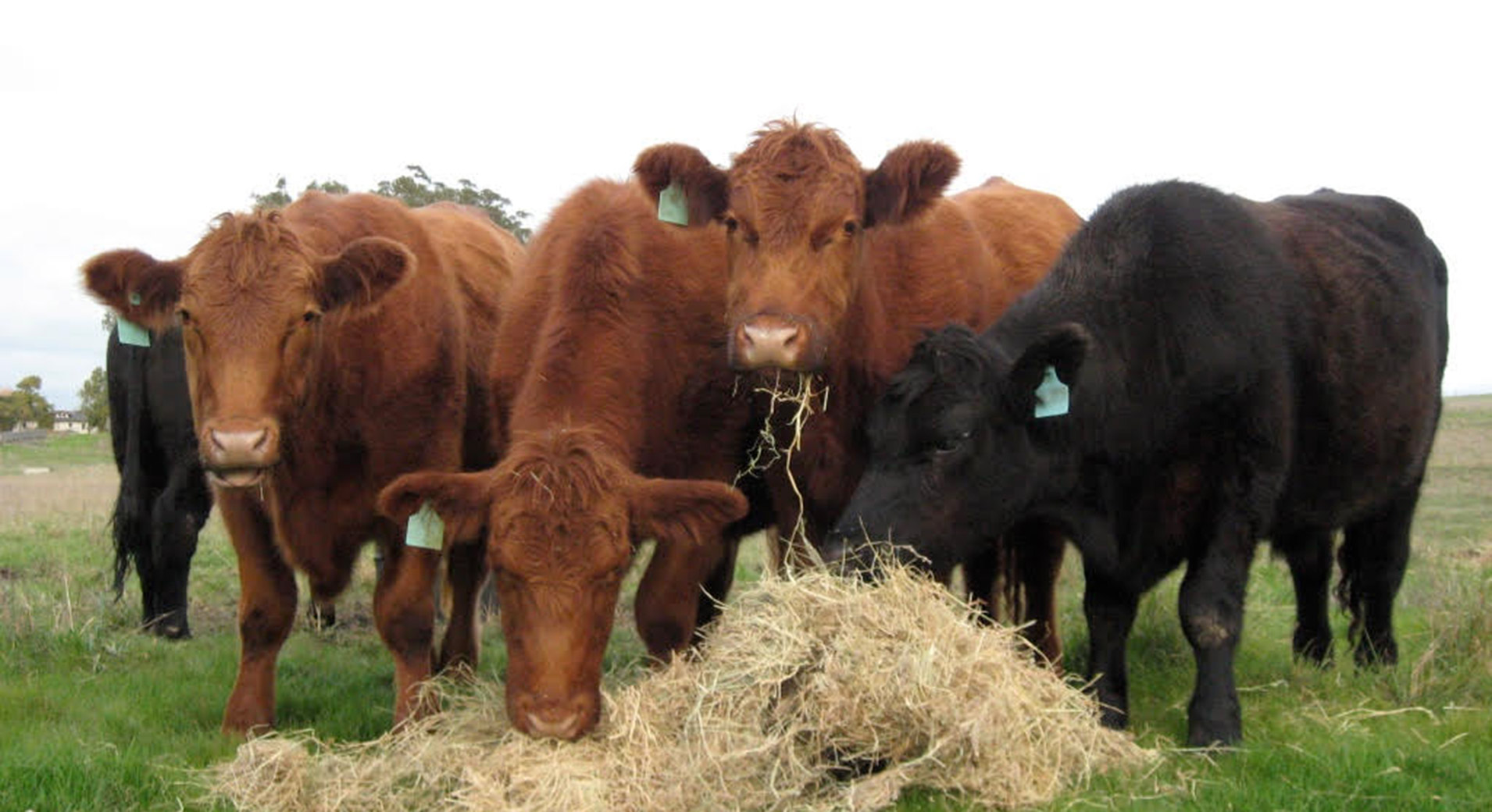 Black and brown Angus Steer Grouped together eating hay